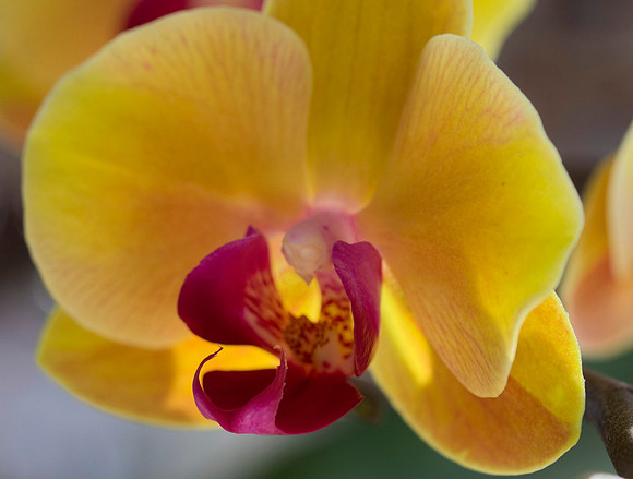 Orchid
