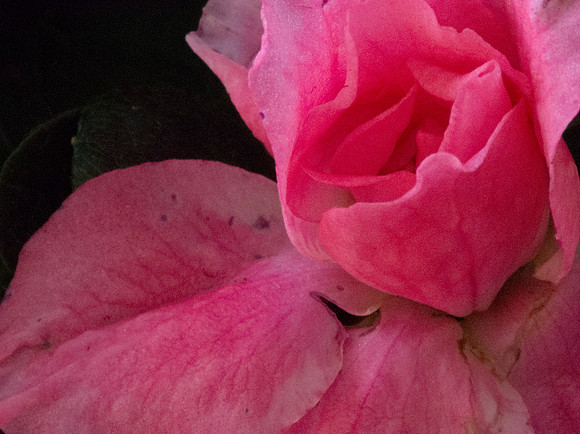 Azalea