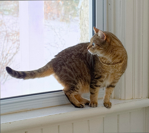 Wenna's cat 1/3