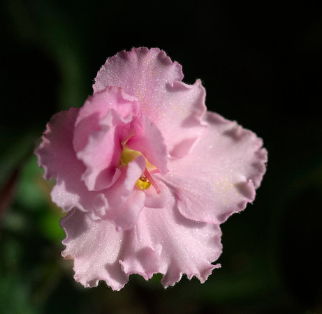 African Violet
