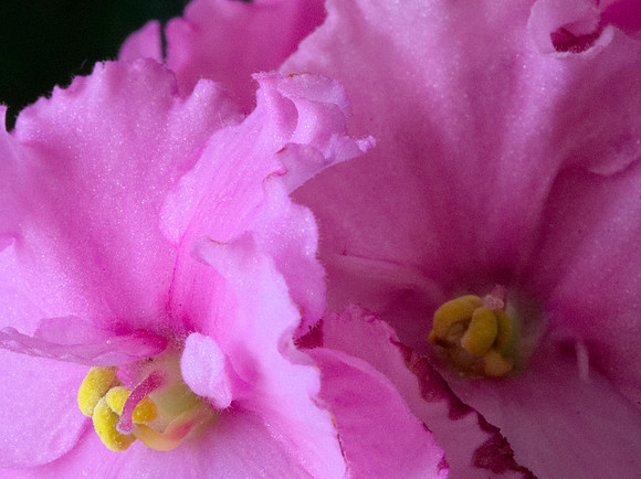 African violet