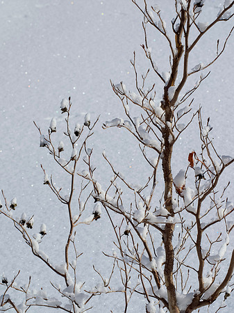 Back garden in deep snow