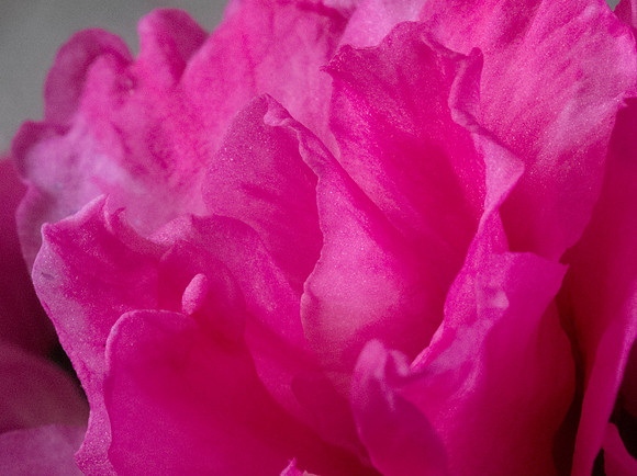 Azalea
