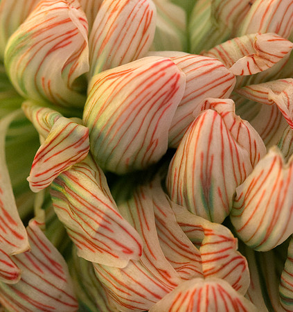Alana's bouquet