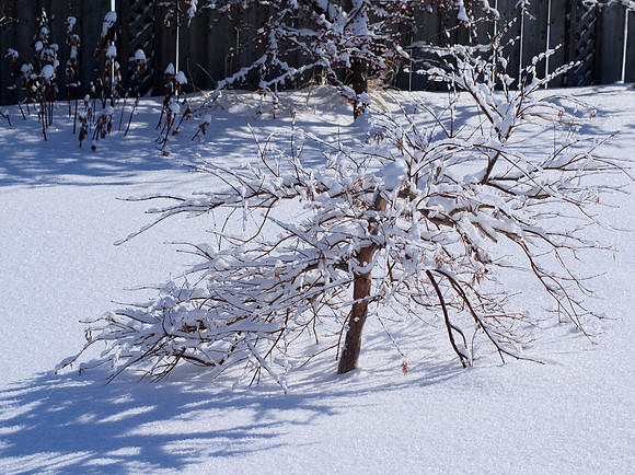 Japanese Maple in deep snow