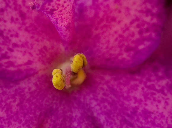 African violet