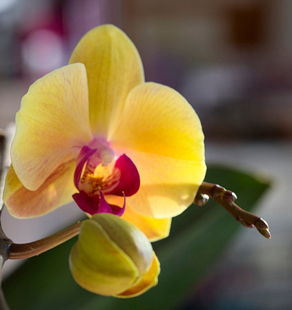 Orchid