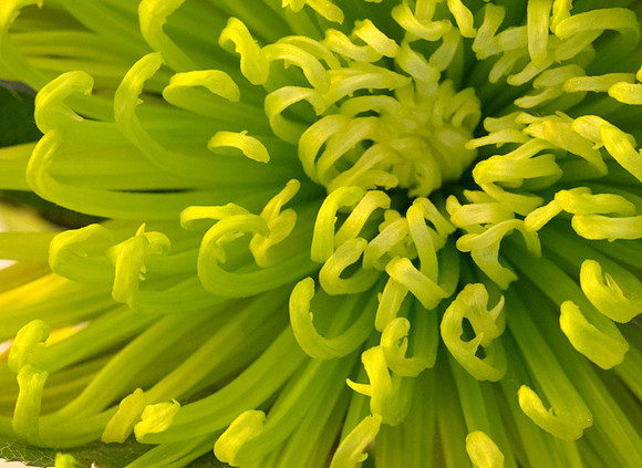 Alana's bouquet