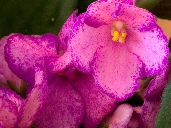 African violet