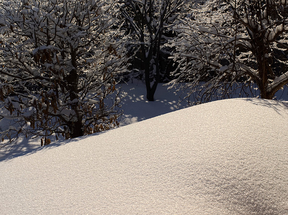 Back garden in deep snow