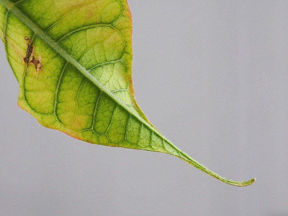Pointsettia
