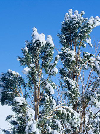 Back garden in deep snow