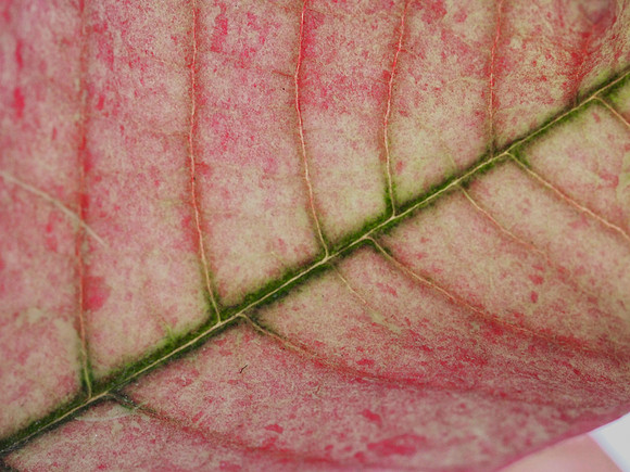 Pointsettia