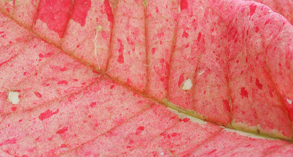 Pointsettia