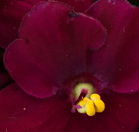 African violet