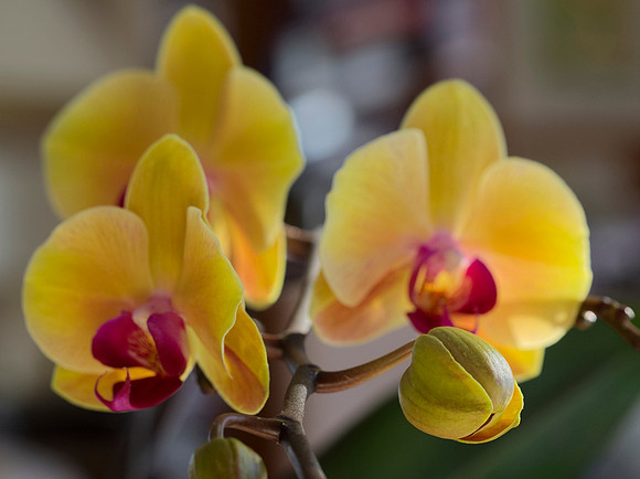 Orchid